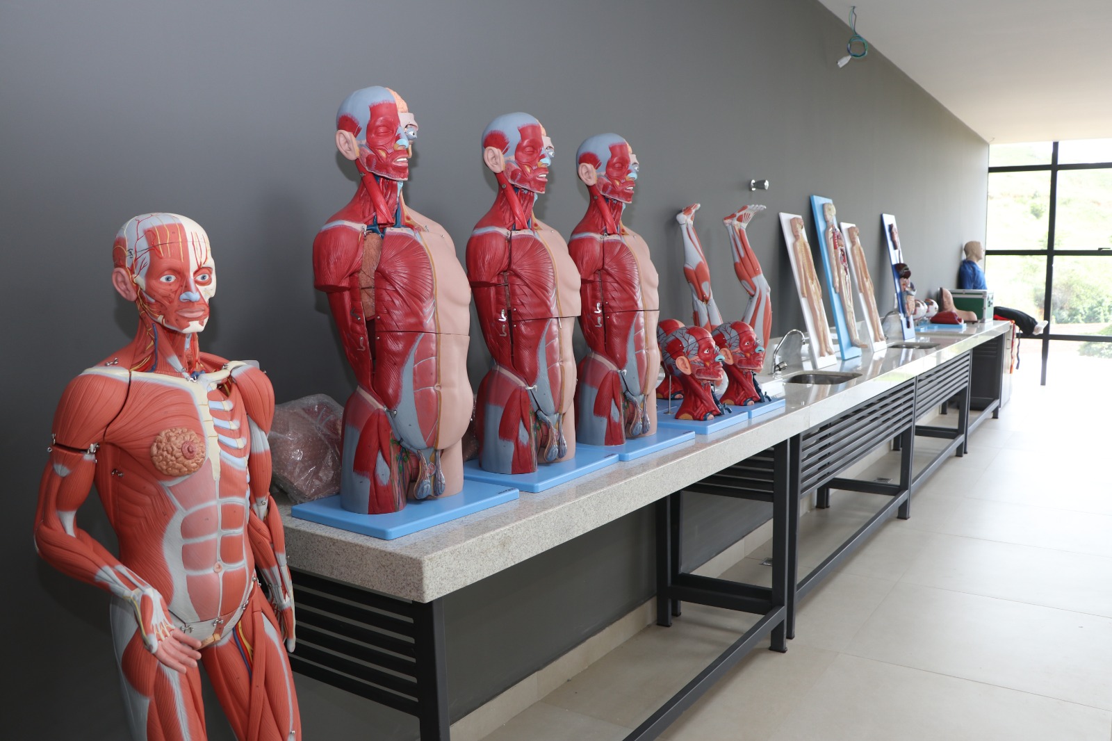 alfaunipac-laboratoria-anatomia